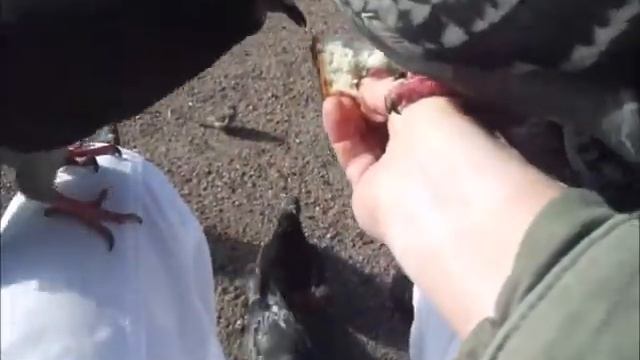 Смешные птицы. Нахальные питерские голуби. смотреть онлайн