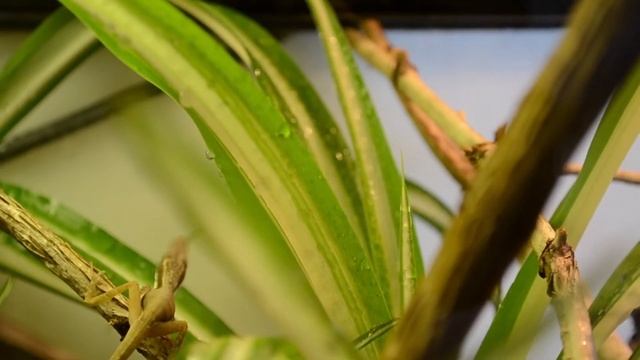 Anolis hendersoni смотреть онлайн