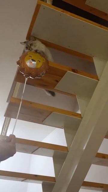 Кошка Пуша бьёт львёнка🥲🦁#кошка #животные #cats #animals #shorts #cute смотреть онлайн