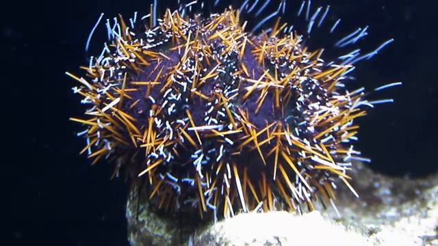 oursin смотреть онлайн