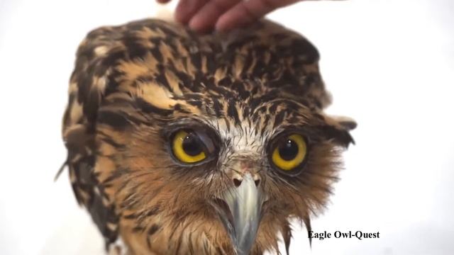 Bonding time with Buffy Fish Owl フクロウ ワシミミズク сова сыч филин 雕鸮 猫头鹰 올빼미목 Burung Hantu смотреть онлайн