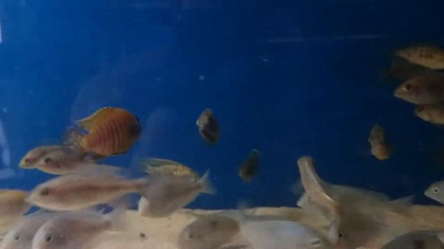 Aulonocara stuartgranti maleri chidunga rock смотреть онлайн