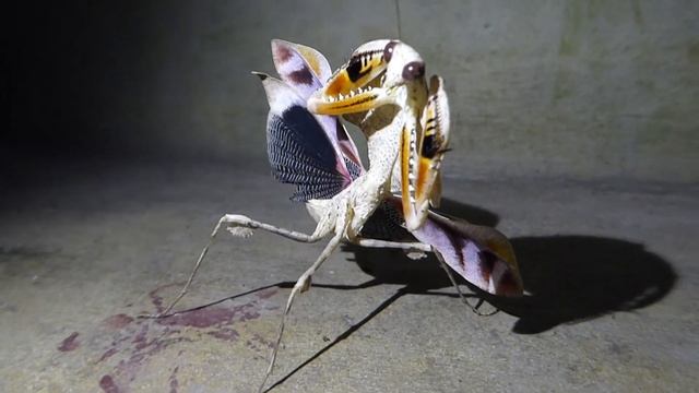 Deroplatys spec ('Dead Leaf Mantis'), Samar Island Natural Park, Samar, Philippines, 1 Aug 2023 смотреть онлайн