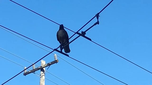 Hawk on 16th Street смотреть онлайн