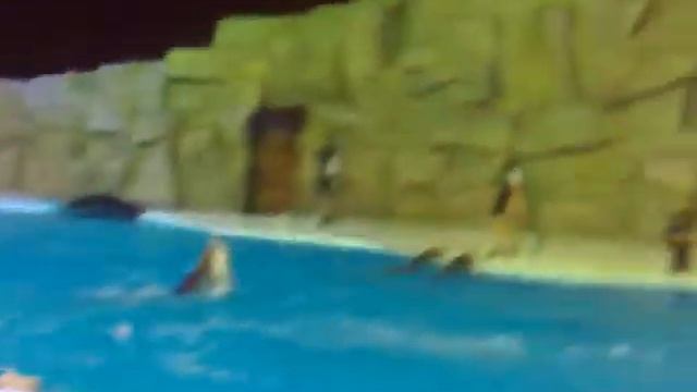 Delfinarii v Batumi (1) смотреть онлайн