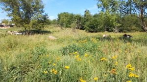 БАРАН покрыл КОЗОЧЕК