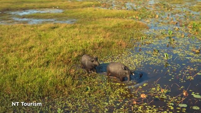 There's no place like Kakadu смотреть онлайн
