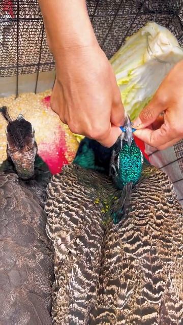 Beautiful Peacock 🦚 Welcome to Home #love #shortvideo #peacock смотреть онлайн