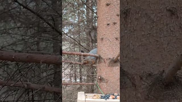 Поход к кормушке с препятствиями смотреть онлайн
