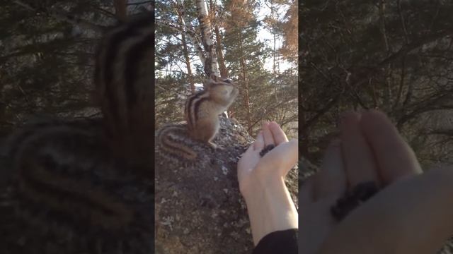 Бодрый Бурундучок)) смотреть онлайн