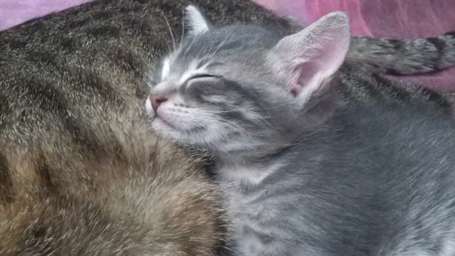 Cute Little Kitty. Мама укачала котенка. смотреть онлайн