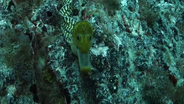 FangToothed Moray смотреть онлайн