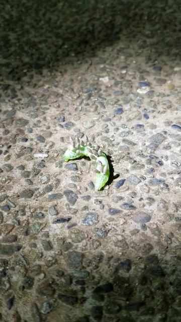 【閲覧注意】寄生されてる？青虫 смотреть онлайн