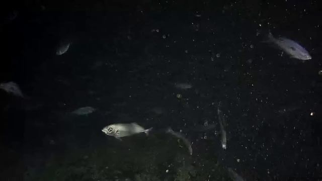Underwater live cam Adriatic sea смотреть онлайн