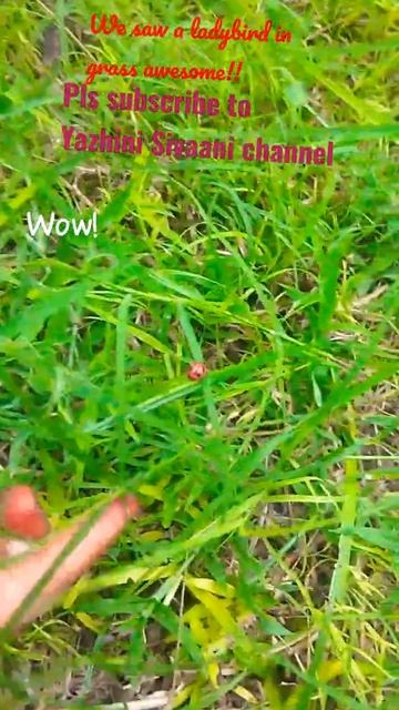 Ladybug in grass | nature | shorts | Yazhini Sivaani смотреть онлайн