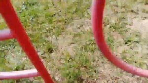 🌸сквиши собачки на прогулке🌸