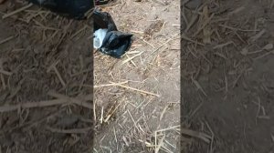 лечим копытную гниль