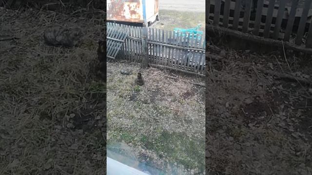 Котята и ребята в ДЕРЕВНЕ... смотреть онлайн