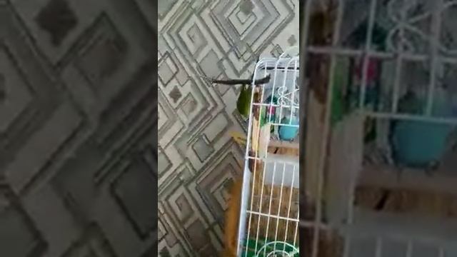 Как живут недавно подселянные друг к другу попугаи. смотреть онлайн