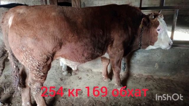 6 АЙДАҒЫ НӘТИЖЕ# ОТКОРМ БЫЧКОВ ПОСЛЕ 6 МЕСЯЦА НА ОТКОРМРЕЗУЬЛТАТ#fetten# смотреть онлайн