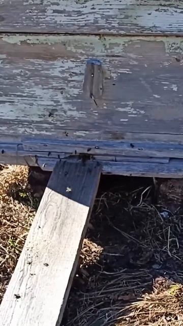 Пасека в лесу 🍯🐝 смотреть онлайн