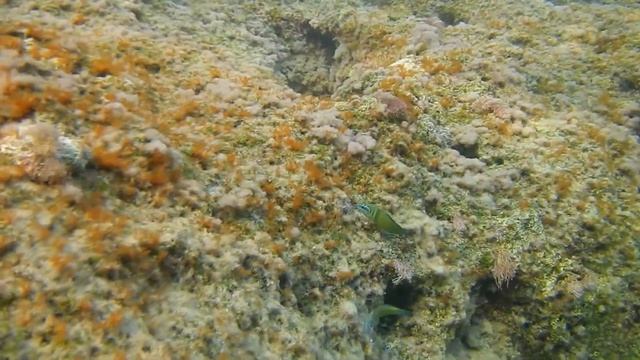 Meerpfau (Thalassoma pavo) смотреть онлайн
