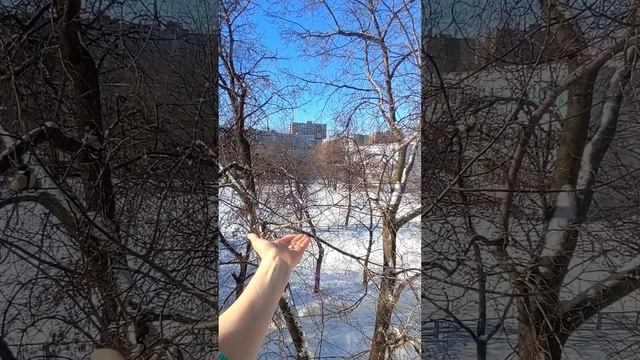 Зимние синички. смотреть онлайн