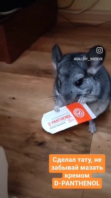 🐭Не забывайте ухаживать за своей татуировкой и мазать кремом D-PANTHENOL🐭 #тату #шиншиллы #шиншилла смотреть онлайн