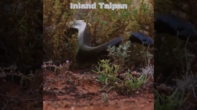 Inland Taipan A Venomous Snake In The World #animal #animaldocumentary #snake смотреть онлайн