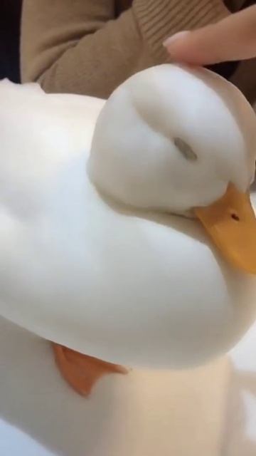 Beautiful White duck #shorts смотреть онлайн