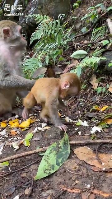 Poor Baby Animals 🐵 Funny Monkey and Cute animal Compilation | Loros Adorables Recopilación#shorts смотреть онлайн