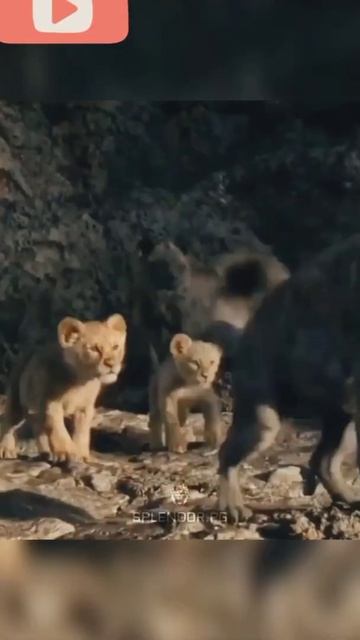 wildlife lion vs jackals #shorts #shortvideo #shortvideo #short #wildlife смотреть онлайн
