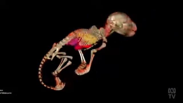 Extinct Tasmanian Tiger || Related To Common Marsupial Dog Ancestor ||The Jurassic Period animals смотреть онлайн