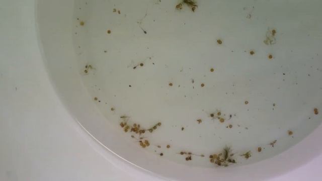 Corydoras trilineatus and brochis splendens hatching смотреть онлайн