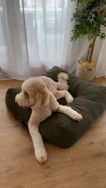 CADoS Premium dog beds, made for Australian pets ✨ смотреть онлайн