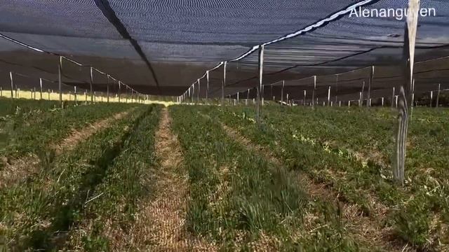 ĐI LÀM FARM CỎ SÂM смотреть онлайн