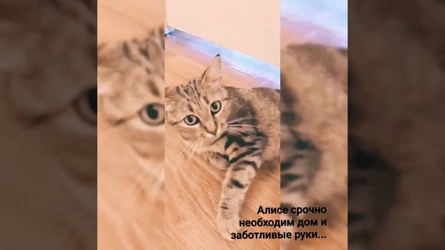 Алиса ищет любящую семью! смотреть онлайн