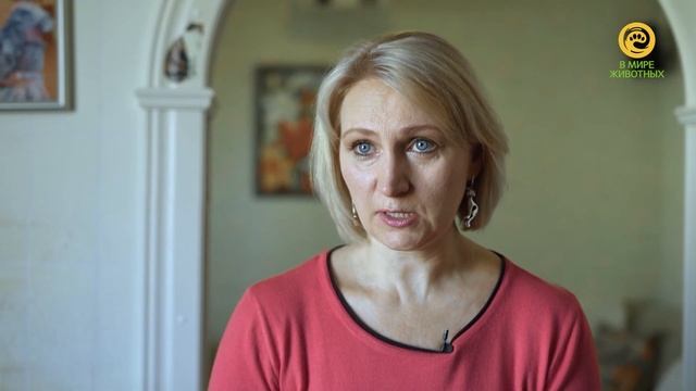 Всемирный день кошек на канале В Мире Животных. Анонс смотреть онлайн