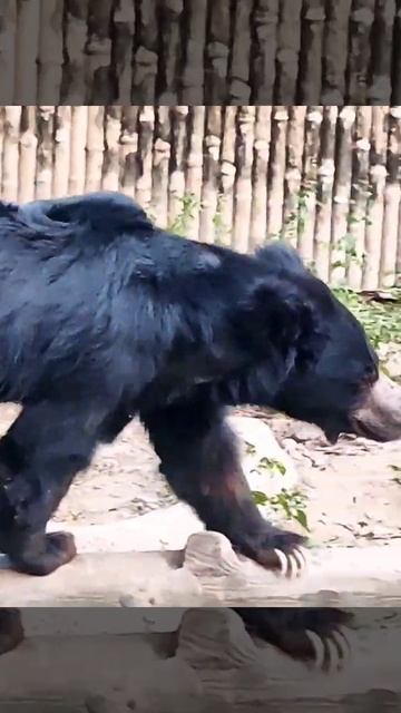 #Bear# Last Boy смотреть онлайн