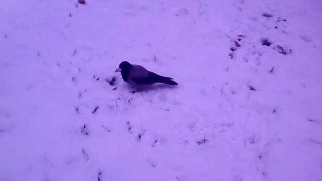 ворона в снегу. смотреть онлайн