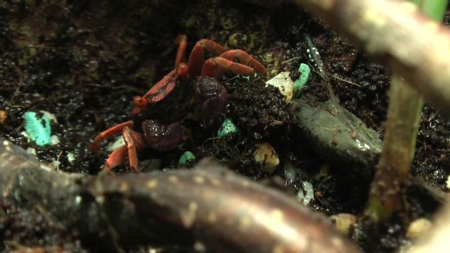 Geosesarma tiomanicum смотреть онлайн