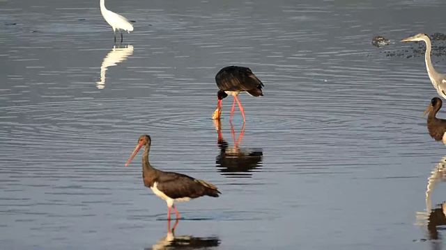 Черный аист. Black stork смотреть онлайн