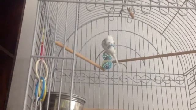 Horny budgie girl playful 19s in смотреть онлайн