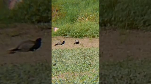 Battle of фазаны! キジ- kiji 👊💪#фазан #birdwatching ##birds #bird #птица #птицы #приколы #птички #キジ смотреть онлайн