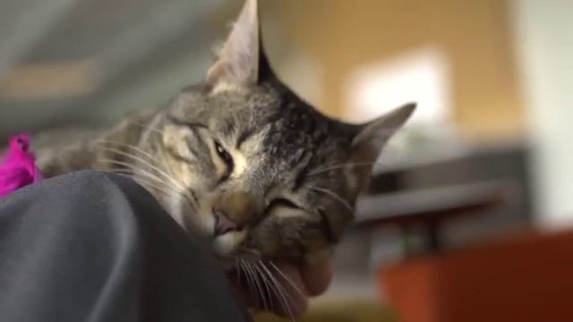 Cat Behaviorist - Jill - Purina ONE® смотреть онлайн