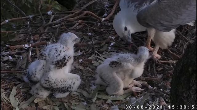 30082021 небольшой конфликт/SE28 первый бежит к еде/кормление смотреть онлайн