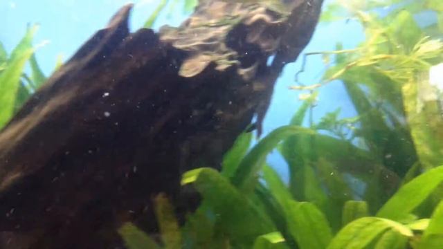 200L aquarium Starlight Bristlenose Green phantom Rusty pleco and hydra 30 filter смотреть онлайн