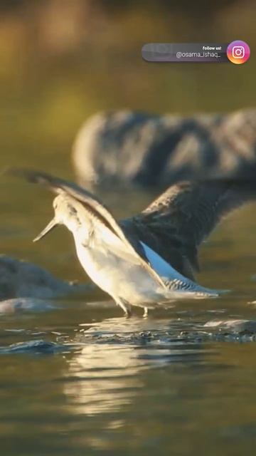 Sanderling | طيطوى بيضاء #shorts #wildlife #birds смотреть онлайн