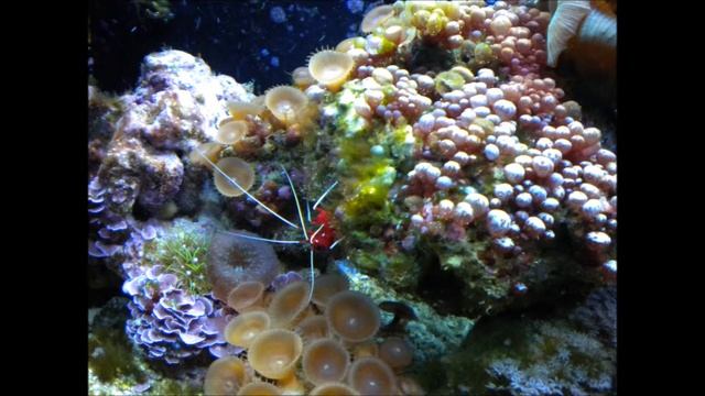 My Saltwater Aquariums смотреть онлайн