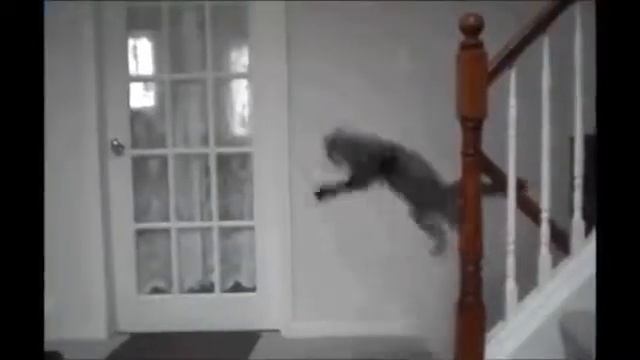 кошачья дискотека!!$$$$$$$$$$$$$$ смотреть онлайн